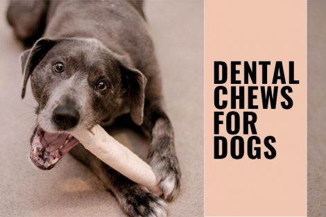 Dental Chews For Dogs