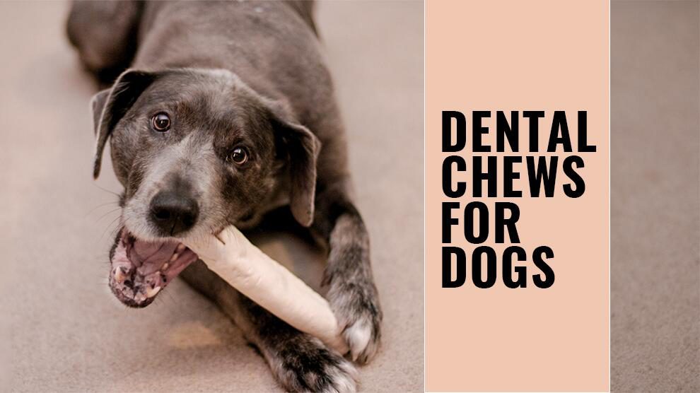 Dental Chews For Dogs