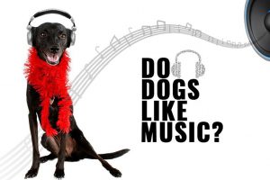 Do-Pets-Love-Bob-Marley-Songs