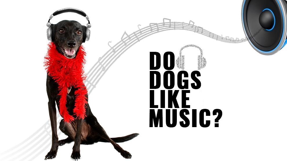 Do Dogs Like Music? What Music Do Dogs Like? Petmoo