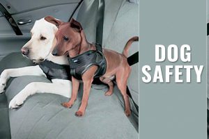 Dog Safety