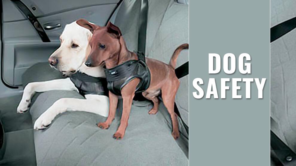 Vital Dog Safety Tips How To Keep Your Dog Out Of Dangers? Petmoo