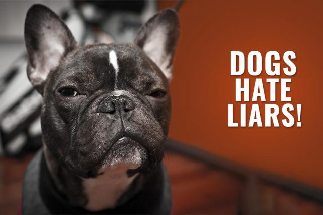 Dogs Hate Liars