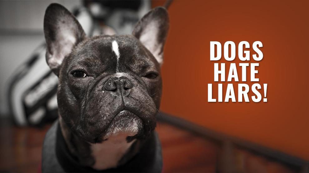 Dogs Hate Liars