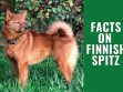 Finnish Spitz