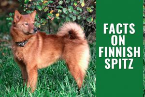 Finnish Spitz