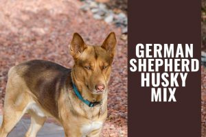 German Shepherd Husky Mix