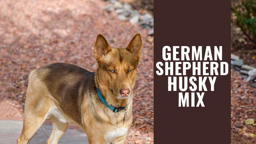 German Shepherd Husky Mix