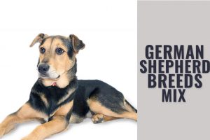 German Shepherd Mix Breeds