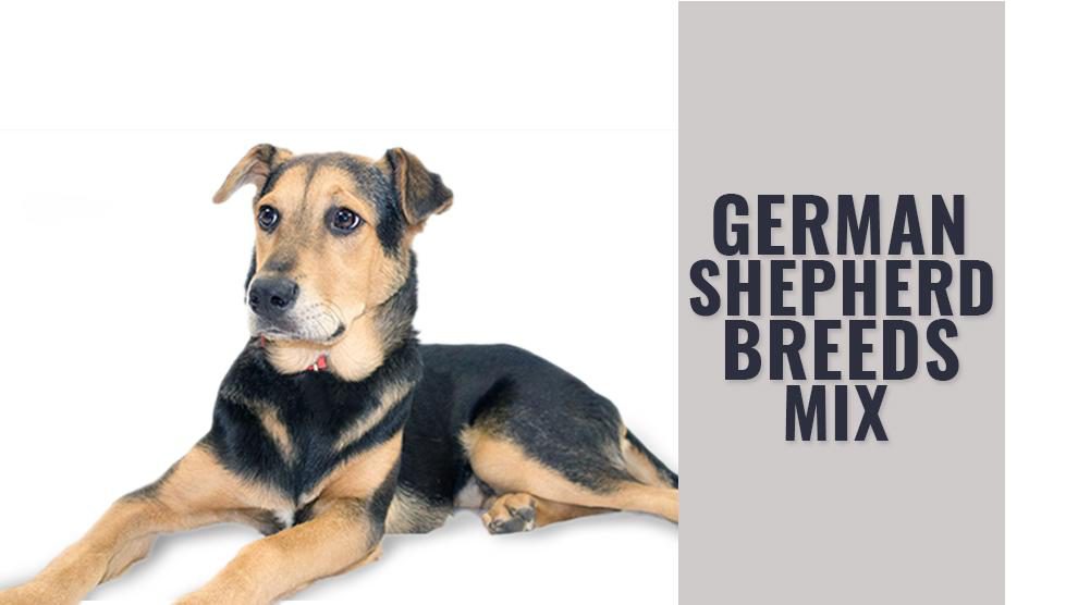 German Shepherd Mix Breeds