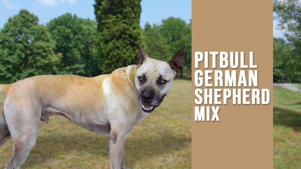 German Shepherd Pitbull Mix Complete Dog Breed Information Petmoo