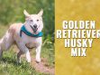 Golden Retriever Husky Mix