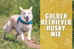Golden Retriever Husky Mix
