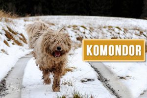 Komondor