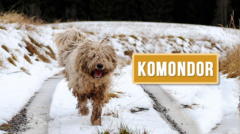 komondor shed