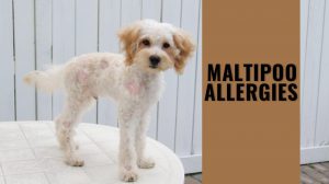 Maltipoo Allergies