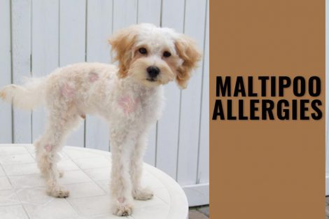Maltipoo Allergies