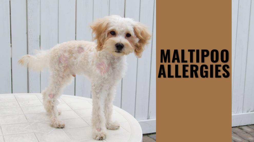 Tackle Maltipoo Allergies For Good - Petmoo