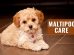 Maltipoo Care