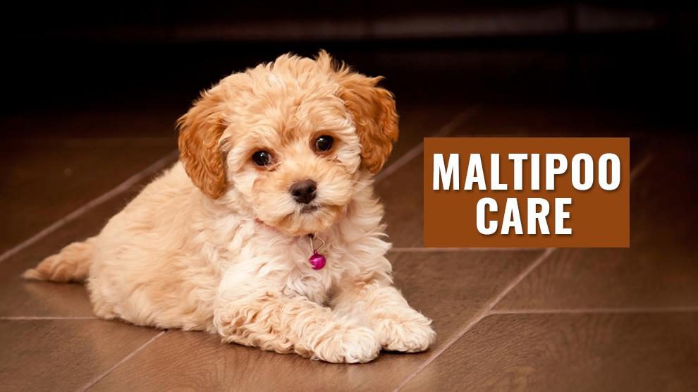 best puppy food for maltipoo