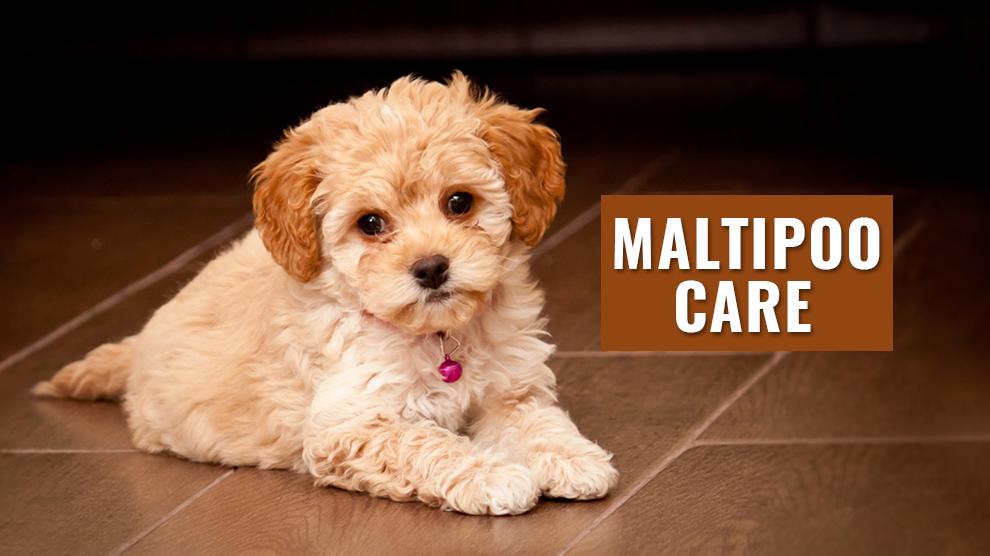 5 Simple And Effective Maltipoo Care Information - Petmoo