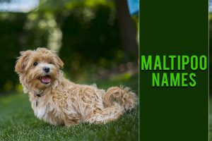 Maltipoo Names