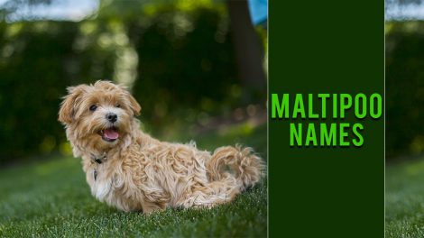 Maltipoo Names