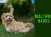 Maltipoo Names