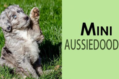 Mini Aussiedoodle