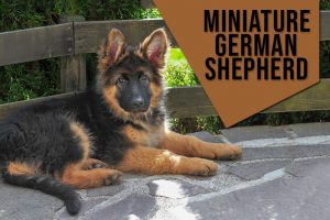 Miniature German Shepherd