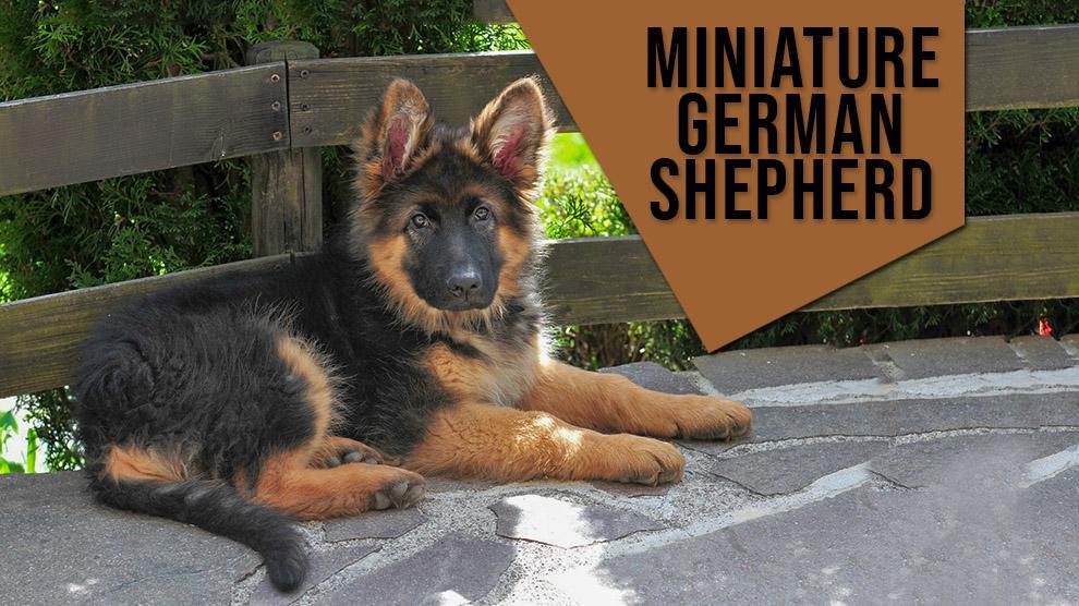 Miniature German Shepherd