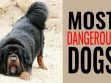 Most Dangerous Dogs