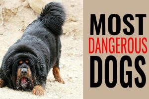 Most Dangerous Dogs