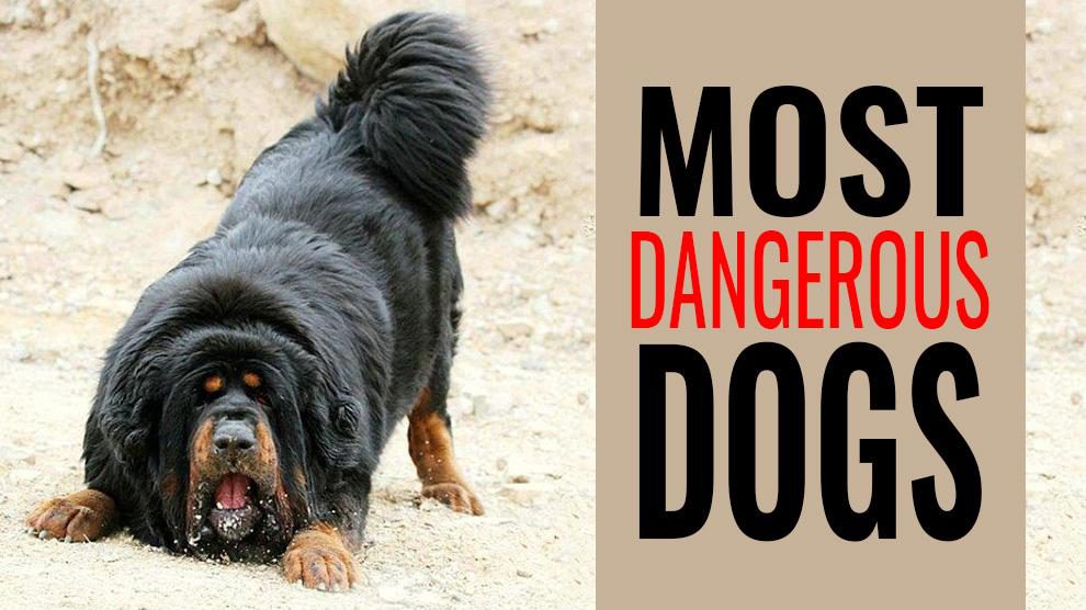 top dangerous dogs in the world