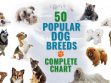 Most Popular Dog Breeds