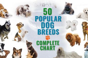 Most Popular Dog Breeds