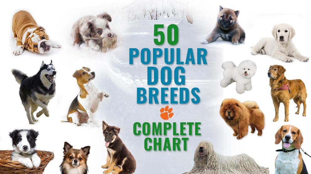 50 Most Popular Dog Breeds - Complete Information Chart - Petmoo