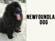 Newfoundland Dog