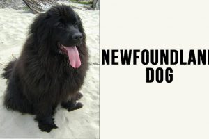 Newfoundland Dog