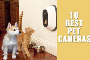 Pet Cameras