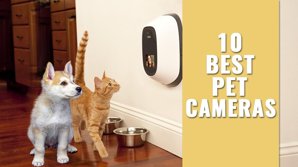 10 Best Pet Cameras Remote Pet Parenting Made So Easy, Believe Us