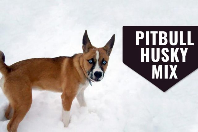 Pitbull Lab Mix - Complete Guide For A Bullador Owner - Petmoo