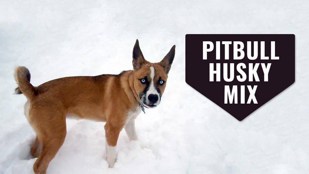 Pitbull Husky Mix - Guide The Pitsky - Petmoo