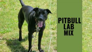 Pitbull Lab Mix