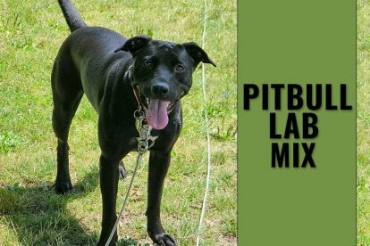 Pitbull Lab Mix