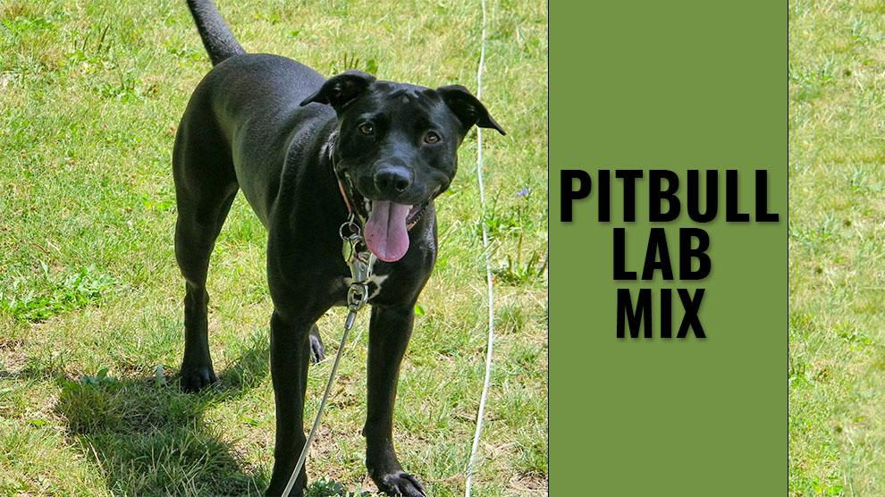 Tørke Anslået At redigere Pitbull Lab Mix - Complete Guide For A Bullador Owner - Petmoo