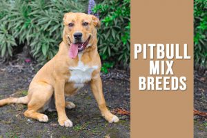 Pitbull Mix Breeds