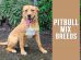 Pitbull Mix Breeds