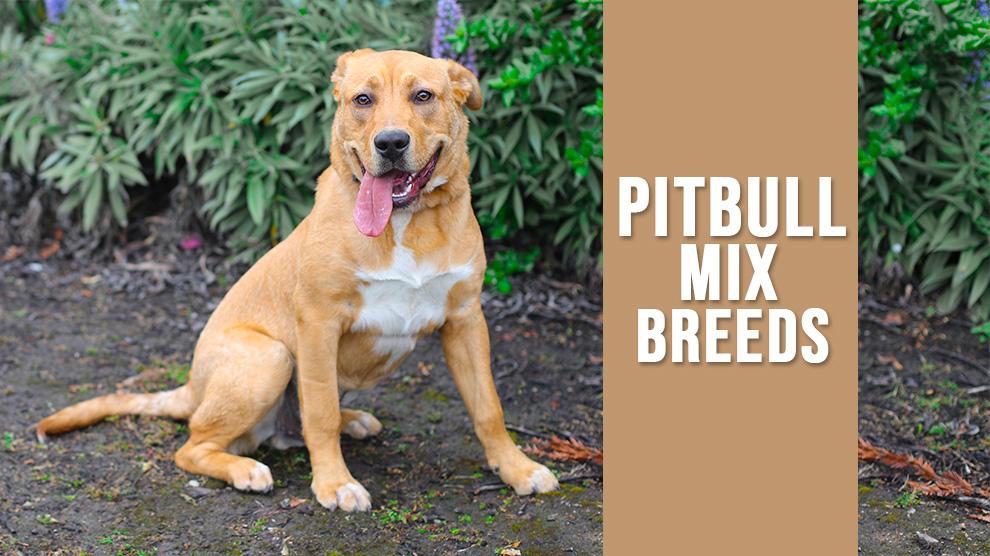 retriever pitbull mix