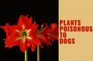 Plants Poisonous To Dogs